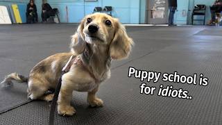 Ep 7 its a Daphne Day  Cute Dachshund Puppy Vlog [upl. by Anelak]