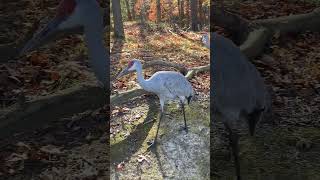 Sandhill Cranes at Kensington Metropark [upl. by Ellehcan]