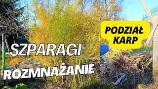 Uprawa szparag Jak rozmnażać szparagi  Podział karp szparagi Szparagi z nasion [upl. by Icnan]