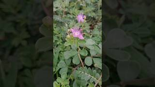 Cleome felina 💮 [upl. by Ball10]