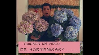 COMO HACER QUE FLOREZCAN LAS HORTENSIAS [upl. by Marjy]