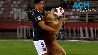 Playful pooch steals ball and hearts during professional soccer match [upl. by Solokin671]