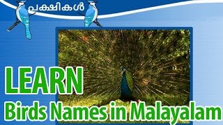 Learn birds in Malayalam  Learn About Birds  Learn Birds Name in Malayalam [upl. by Anert]