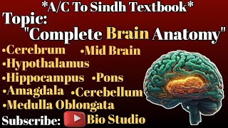 Brain Structure and FunctionBrain ComponentsBrain Anatomy [upl. by Anoniw]