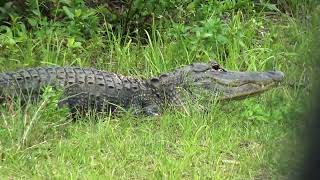 Big Cypress National Preserve [upl. by Nylrahc]