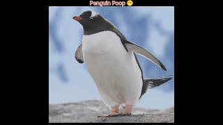 Why Do Penguins Throw Poop Away 🤔 [upl. by Quillan662]