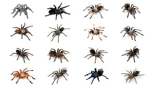 Species of Tarantula Part 3  Family Theraphosidae Genus Aphonopelma With Their Scientific Names [upl. by Enilesoj804]