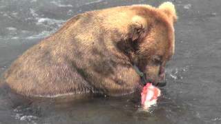 Alaska grizzly bear eating salmon [upl. by Ailak]