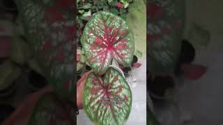 Caladium Tootsie Thailand Serian Mangkok caladiumlovers caladiumhybrid tanamanhias caladium [upl. by Bahr]