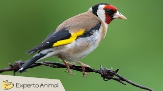 Jilguero campero Carduelis carduelis  Canto características y curiosidades [upl. by Nnylyt]