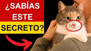 7 SECRETOS DE LOS GATOS CÓMO NOS CUIDAN SIN QUE NOS DAMOS CUENTA [upl. by Burke]