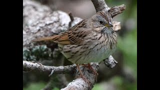 Lincolns Sparrow [upl. by Palermo]