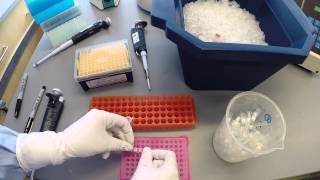 PCR Protocol  Part 2 [upl. by Einahpts]