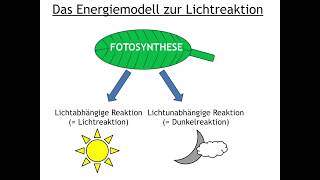 Fotosynthese Energiemodell Lichtreaktion [upl. by Tterrej]