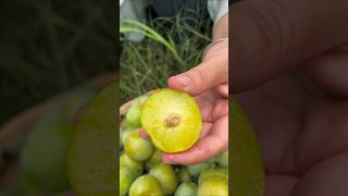 Enjoy Beautiful Greengage Plum Fruits fruit shorts fruitcutting [upl. by Aenil]