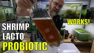 How to Make a Lacto Probiotic for Shrimp With 1 Litre Water Bottle Brown Rice Brown Suger Salt [upl. by Abrahams]