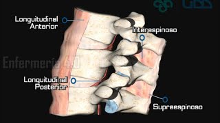 🌟EXAMEN DE LA COLUMNA VERTEBRAL🌟 [upl. by Fogg]