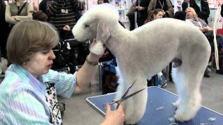 Bedlington terrier grooming [upl. by Eiduam]