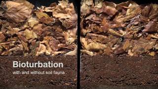 Bioturbation with and without soil fauna [upl. by Clemence]