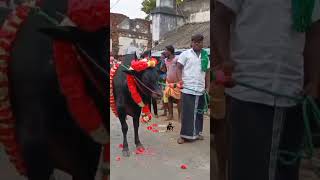 காரி காளை மாஸ் தோரணை 🔥😈jallikattushortsnew videosbullsongcow [upl. by Nihs17]