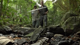 Atelopus Limosus Release Trial Panama [upl. by Ellatsyrc]