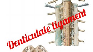 Ligamentum Denticulate [upl. by Malinda]