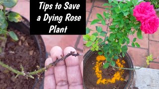 🤗காஞ்ச ROSE செடியையும் பூக்க வைக்கும் TREATMENTHow to save a dying rose plant tamil rose [upl. by Leicester616]