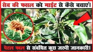 Petal Fall Spray amp Two SpottedSpider Mite Treatment  सेब की फ़सल को माईट से कैसे बचाएं। [upl. by Einaled]