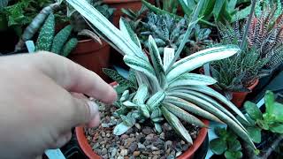 Aloe and Gasteria Succulent Plants in beautiful flower spike [upl. by Nerot]