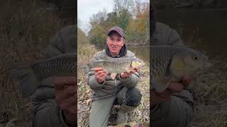 River Severn Chub [upl. by Aneeles]