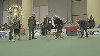 Special Varese italy 2024  Bulldog  Open male [upl. by Seema22]