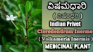 ವಿಷಮಧಾರಿ Clerodendrun Inerme Indian Privet [upl. by Larrisa36]