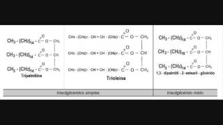 Trigliceridos [upl. by Hcir]