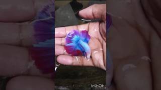 💥 Full moon male betta subscribe shorts ytshots youtube youtubeshorts trendingshorts ‼️ [upl. by Ganley969]