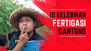 10 KEBAIKAN FERTIGASI GANTUNG yang tak ramai orang tahu [upl. by Eceinehs]