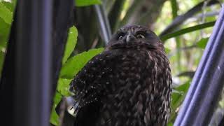 RuruMorepork at Centennial reserve Miramar [upl. by O'Callaghan715]