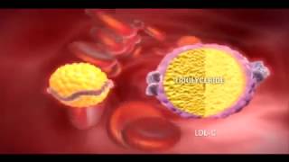 Niacin effects on Cholesterol Mechanism of Action [upl. by Churchill]