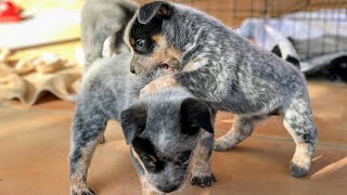 BLUE HEELER PUPPIES PLAYING Australian Cattle Dog Puppies [upl. by Coop]