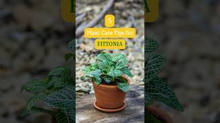 How to Plant Care for Fittonia  Fittonia Plant care Tips  Easy Growing Tips for Fittonia Plant [upl. by Aimahc]