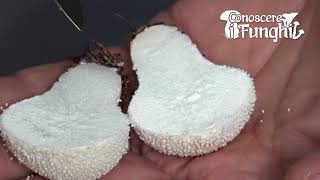 Conoscere i Funghi  Lycoperdon perlatum [upl. by Mitzl]