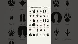 Common Animal Tracks 🐾 animals [upl. by Nannarb]