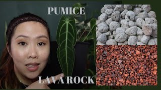 PUMICE AND LAVA ROCK AS SUBSTRATE  Anthurium plant [upl. by Reedy276]