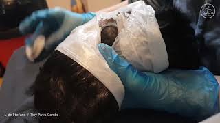 Guinea Pig quotPimple Popperquot  Draining an Open Sebaceous Cyst GRAPHIC [upl. by Euqinmod]