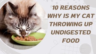 10 Reasons Why Is My Cat Throwing Up Undigested Food [upl. by Etireugram]