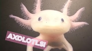 Axolotls irl Axolotl axolotl [upl. by Gaylene]