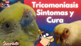 Tricomoniasis Periocular 👁️ en Periquitos Síntomas y Cura [upl. by Gassman]