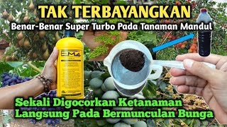 Tunggu 20 Hari Tanaman Akan Berbunga Lebat Cukup Dengan Pakek Ampas Bekas Ini‼️ [upl. by Navap930]