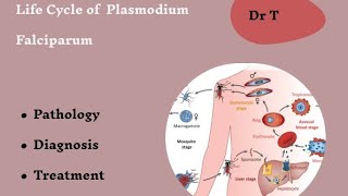 Life cycle of Plasmodium falciparum part 2 [upl. by Hadlee]