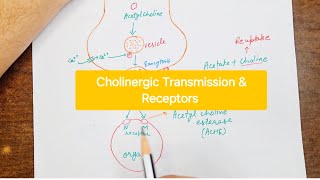 Cholinergic Transmission  Cholinergic receptors [upl. by Haikezeh]