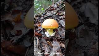 SETA YEMA de HUEVO AMANITA CAESAREA [upl. by Asirrac]